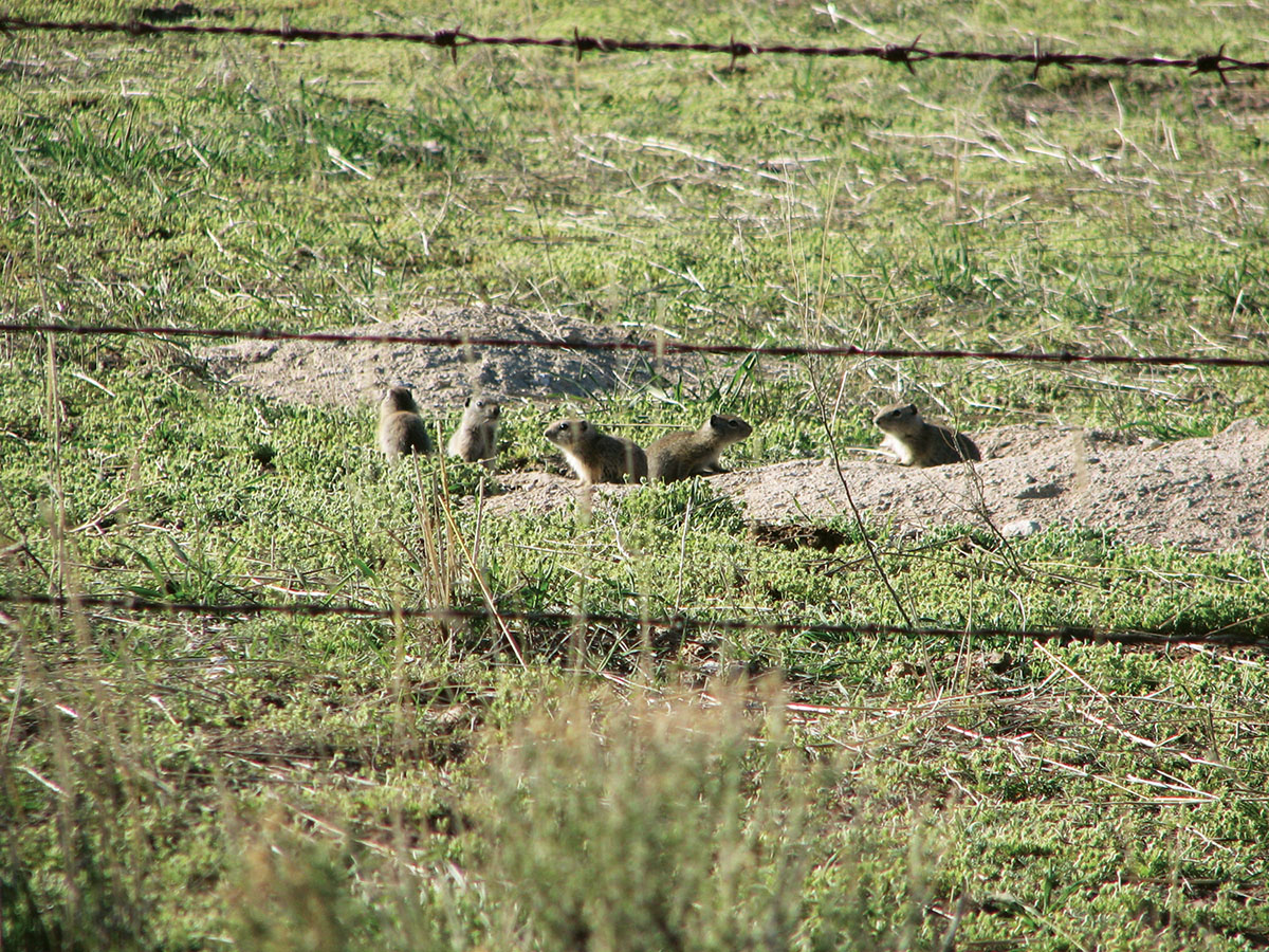Belding’s ground squirrels beyond the barbed wire. These critters can eke out a living in the high desert, but give them an alfalfa field and it’s like heaven with everything they need to raise big families.